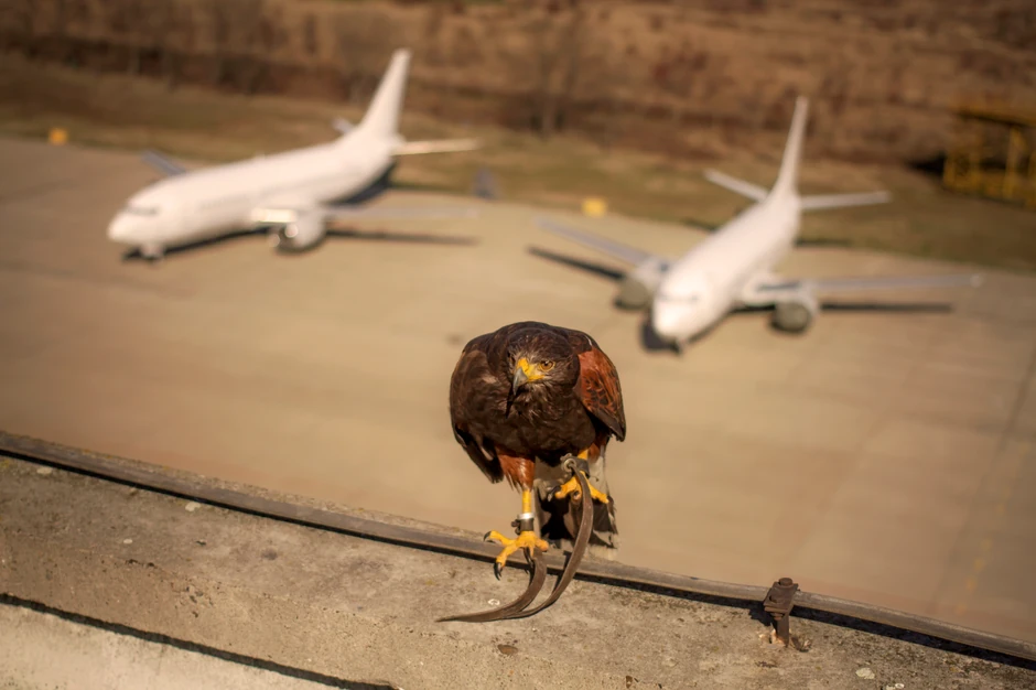 Pernate ptice čuvaju gvozdene