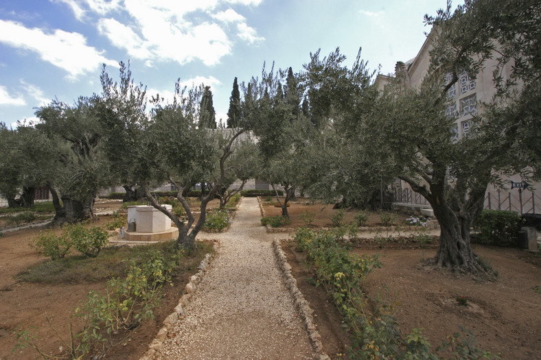 Jerozolima, ogród Getsemani