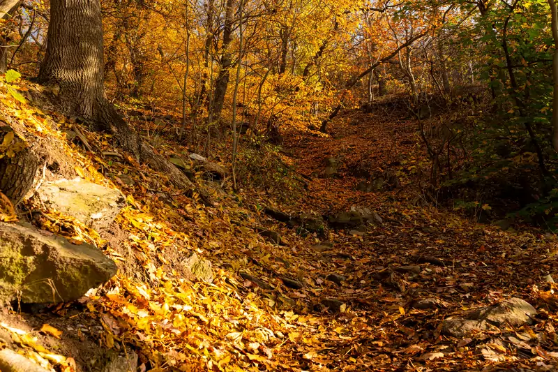 Jednym z najpiękniejszych miejsc Sandomierza w okresie jesiennym jest Wąwóz Królowej Jadwigi, który w październiku dosłownie tonie w liściach!