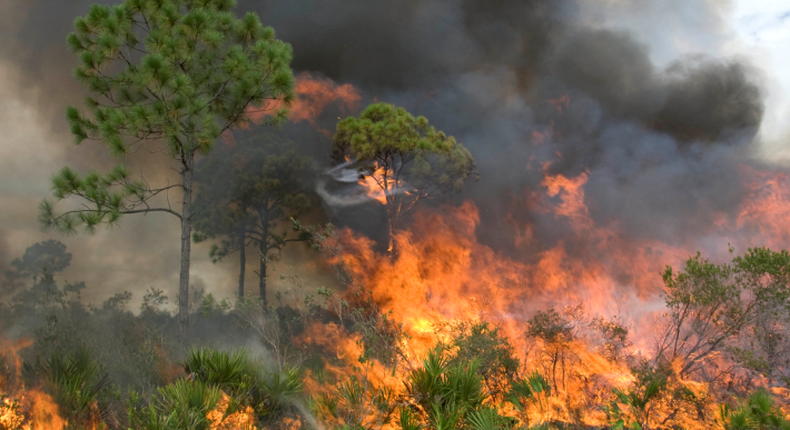 Ekiti farmers count losses as fire guts 200 hectares of cocoa, kolanut plantations. [Gazette]