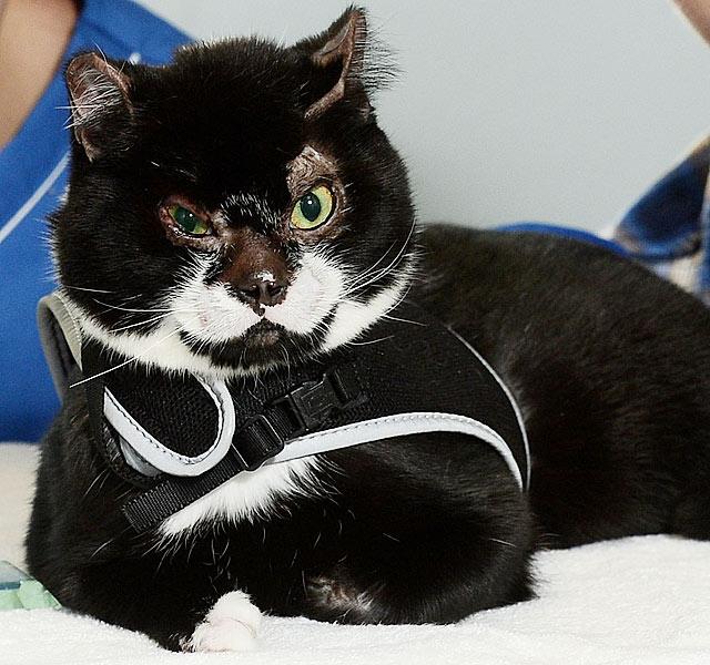 Sokkoló képek! Csúnyán összeégett macska, mégis ő a világ legnagyobb  túlélője - Blikk Rúzs