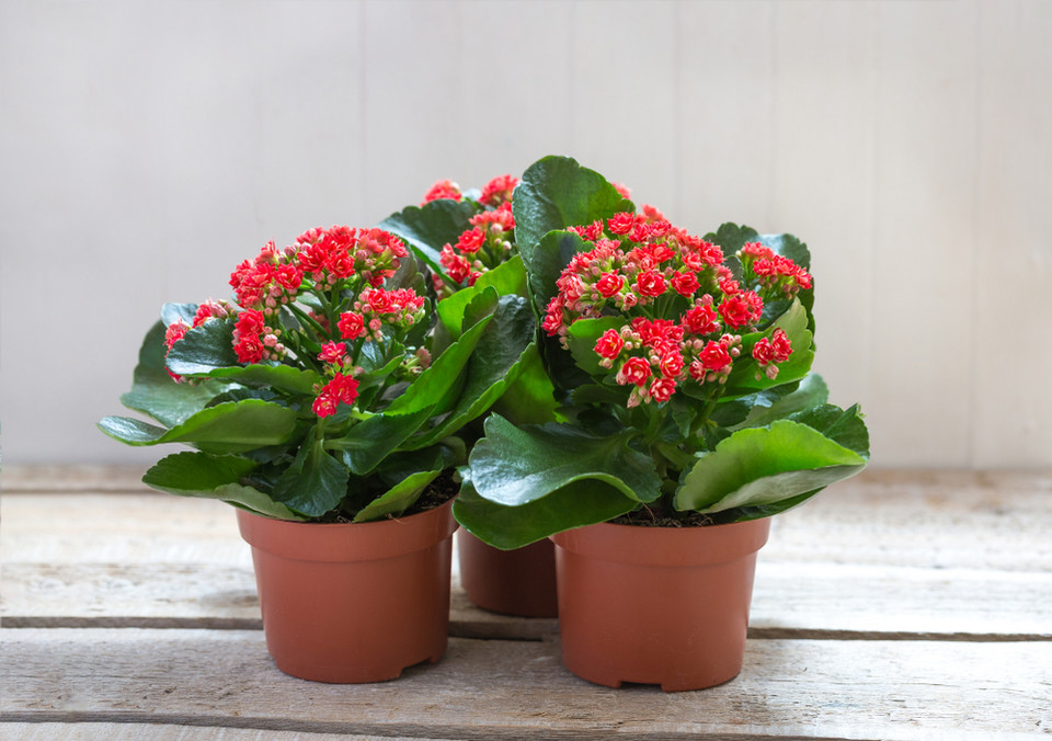 Kalanchoe