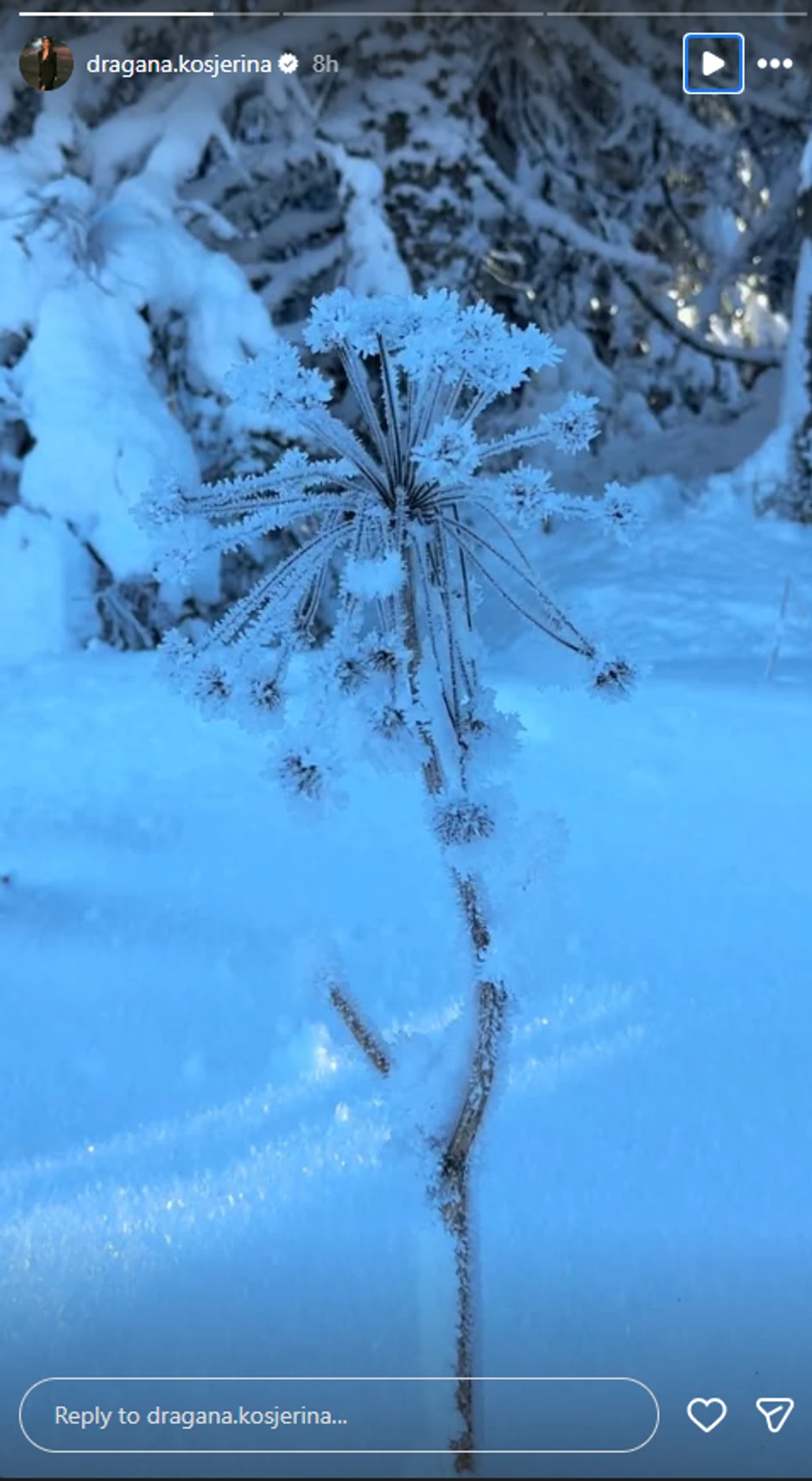Dragana Kosjerina objava