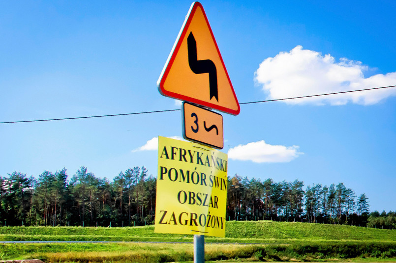 Zasadność odstrzału dzika w walce z afrykańskim pomorem świń wzbudza sprzeciw nawet wśród samych myśliwych i Polskiego Związku Łowieckiego. Takie działanie nie powstrzyma choroby.