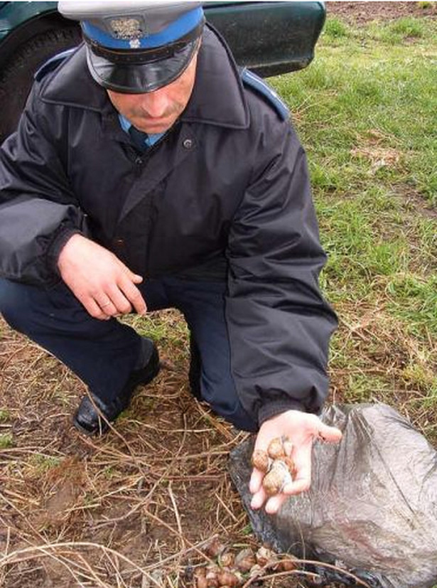 Policjanci uwolnili ślimaki winniczki