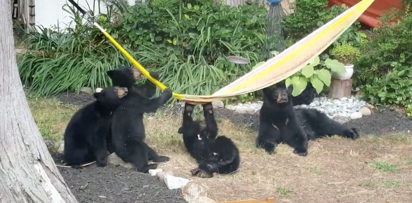 Niedźwiedzie walczą o odpoczynek na hamaku