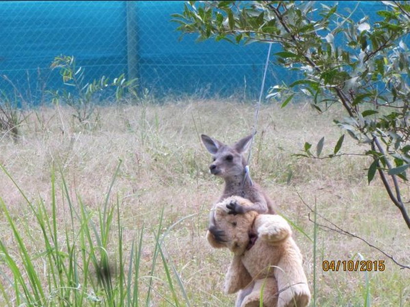 Osierocony kangurek przytula pluszowego misia