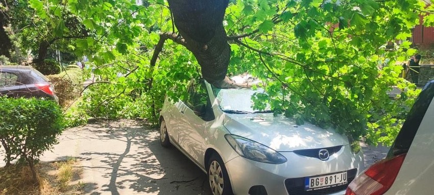 Drvo se sručilo na parkirani automobil