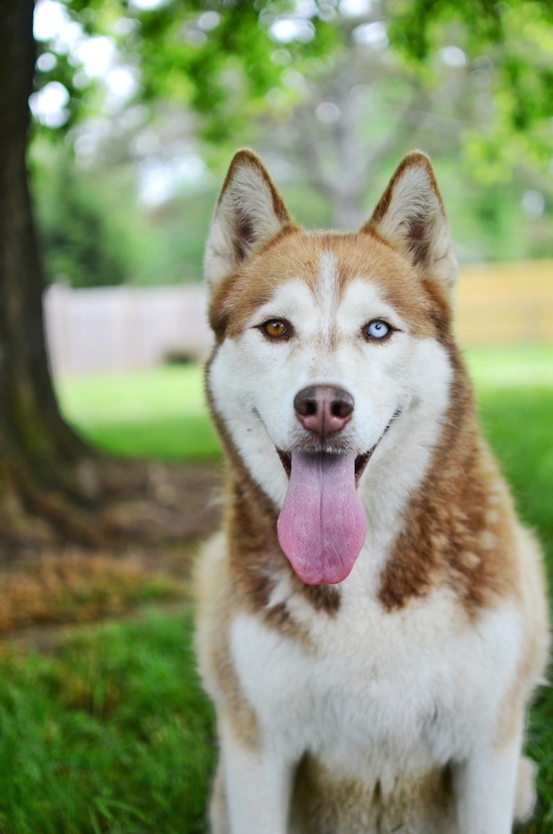 Sibírsky husky.
