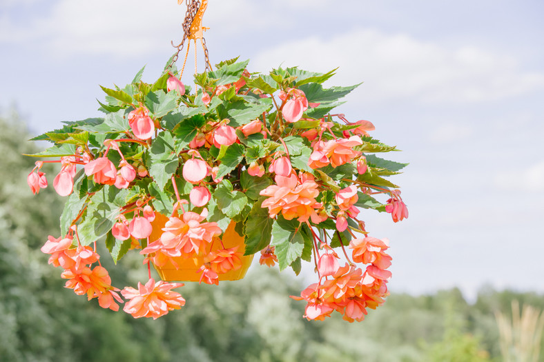 Begonia zwisająca