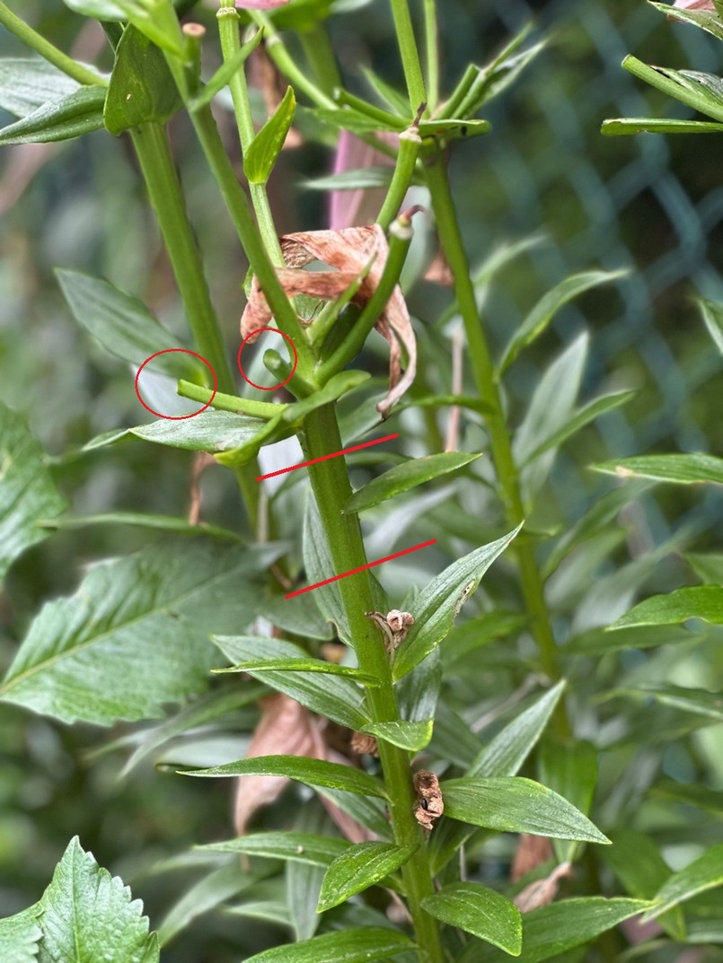 Lilie - w którym miejscu ciąć?