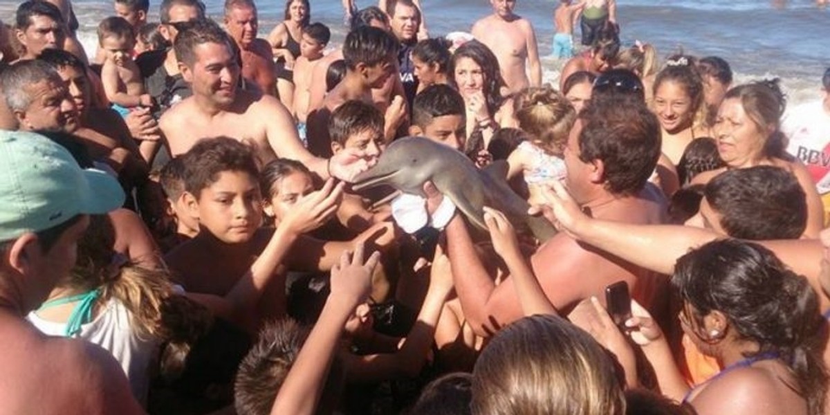 Delfin zginął przez ludzką głupotę na plaży w Santa Teresita