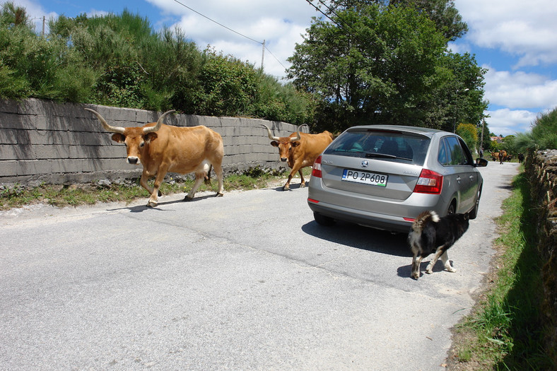 Skoda Rapid Spaceback 1.6 TDI