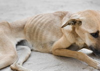 Állatkínzás: vegán étrenden tartották, majdnem megölték a kutyáikat - eltiltották a párt az állattartástól