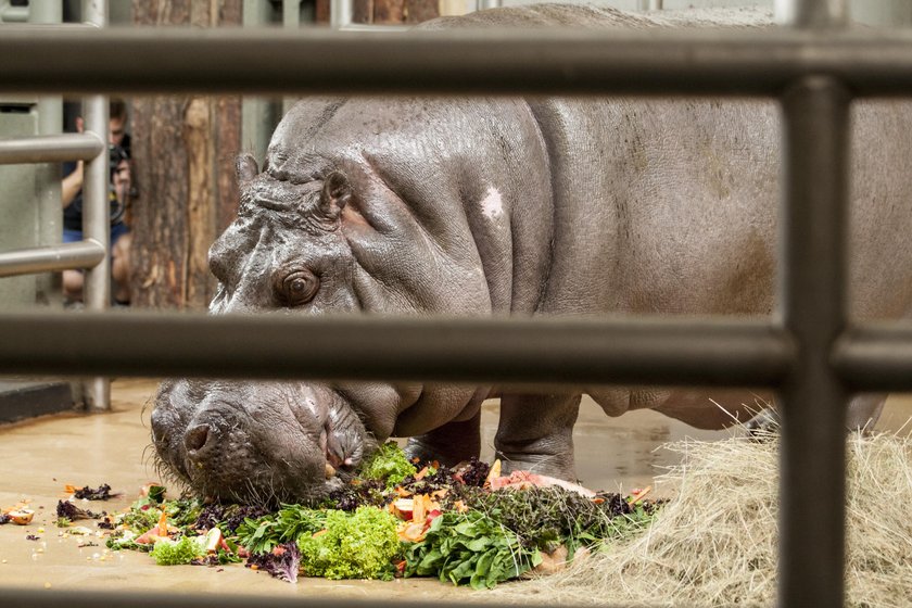 Hipolit był maskotką zoo