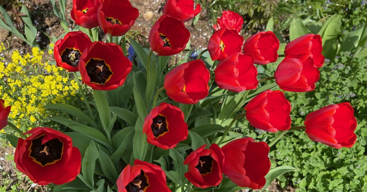Kiedy sadzić tulipany do gruntu? Jak sadzić tulipany? Jak głęboko sadzić tulipany?