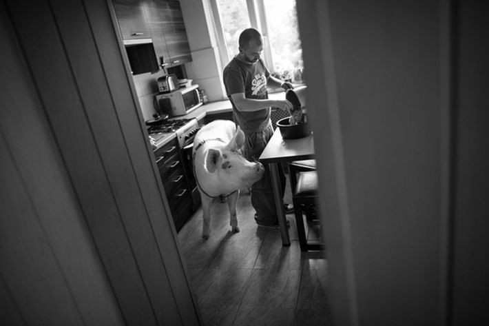 Autor: Jacek Turczyk, Polska Agencja Prasowa<br>
Warszawa. Lilly jest świnią, która została uratowana z rzeźni przez Pawła i Kasię. Mieszka z nimi i ich dwójką dzieci w mieszkaniu w bloku na Ursynowie. Kilka lat temu Paweł przypadkowo w pracy, podczas przekładania skrzynek, zabił szczura, dlatego postanowił razem z Kasią uratować inne życie. Tak Lilly trafiła do nich z radomskiej hodowli tucznika. Cała rodzina, razem z Lilly, to weganie. 10 września – 6 grudnia 2015<br><br>Źródło fot. <a href='http://www.grandpressphoto.pl/prasa/' style='color: blue'> Grand Press Photo 2016</a>