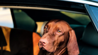 Nyugdíjba vonul Közép-Európa első méreg- és tetemkereső kutyája