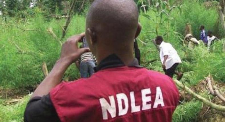 NDLEA intercepts 500kg of Indian hemp, destroys farmland in Kwara.