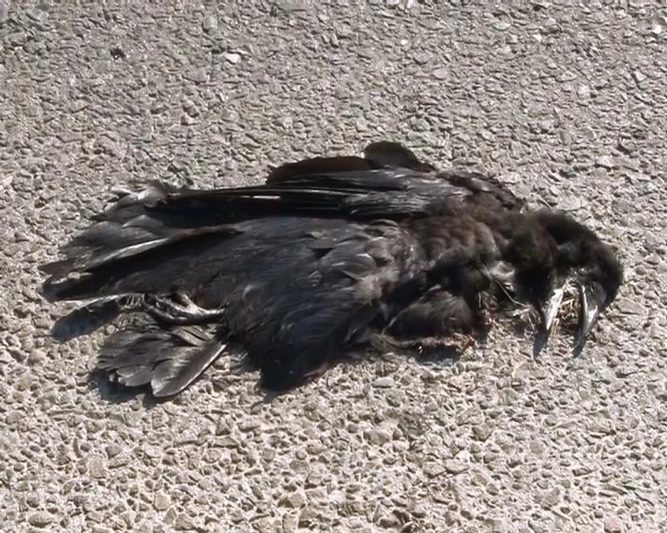 Pretpostavlja se da su se ptice otrovale