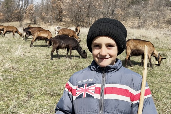 (VIDEO) "KAD DOĐEM IZ ŠKOLE, IDEM SA KOZAMA" Nemanja (7) je najmlađi pastir u Srbiji: Trajkovići nemaju mnogo od materijalnog, ali imaju jedni druge i to im je najveća sreća