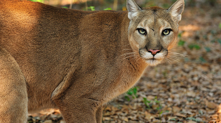 Fél percbe sem telt, míg kioltotta a háziállat életét a kódorgó puma