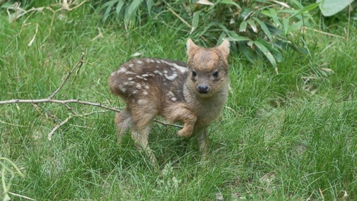 Pudu to gatunek zagrożony wyginięciem, dlatego dla pracowników nowojorskiego "Queens Zoo" jest to tym większe święto.