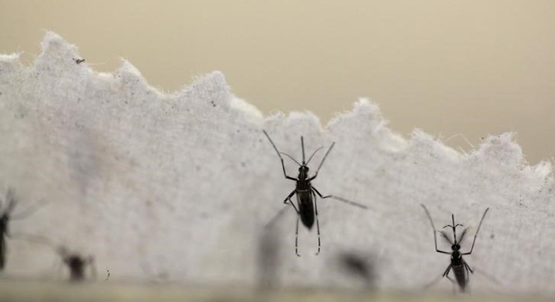 Aedes aegypti mosquitoes are seen at the Laboratory of Entomology and Ecology of the Dengue Branch of the U.S. Centers for Disease Control and Prevention in San Juan, March 6, 2016. 