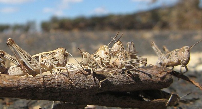 Desert locusts spotted in Kirinyaga