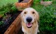 A dobogóról ugyan lemaradt, de még mindig ott van az élben a Golden Retriever, ami az egyik legnagyobb kedvenc a kutyafajták között