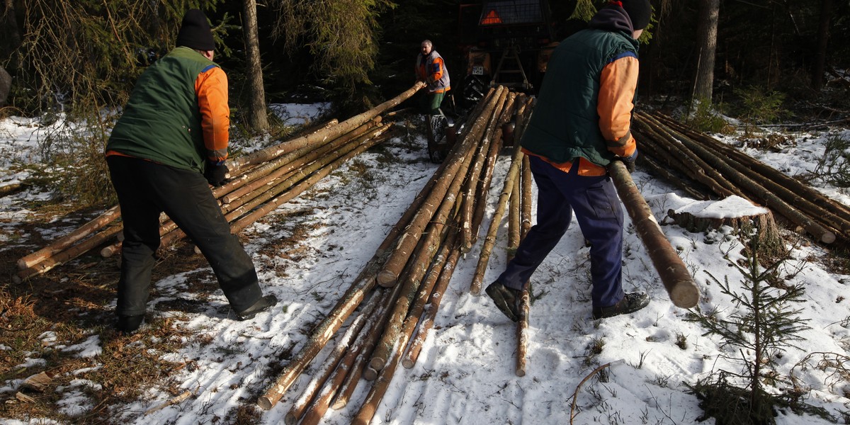 Puszcza Białowieska