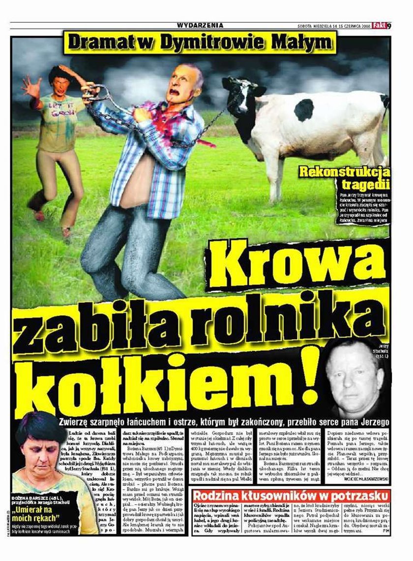 Krowa zabiła rolnika kołkiem!