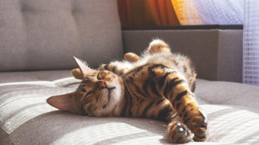 Itt a válasz, hogy vajon megoldást jelentenek-e a hipoallergén macskák a macskaszőr-allergiásoknak