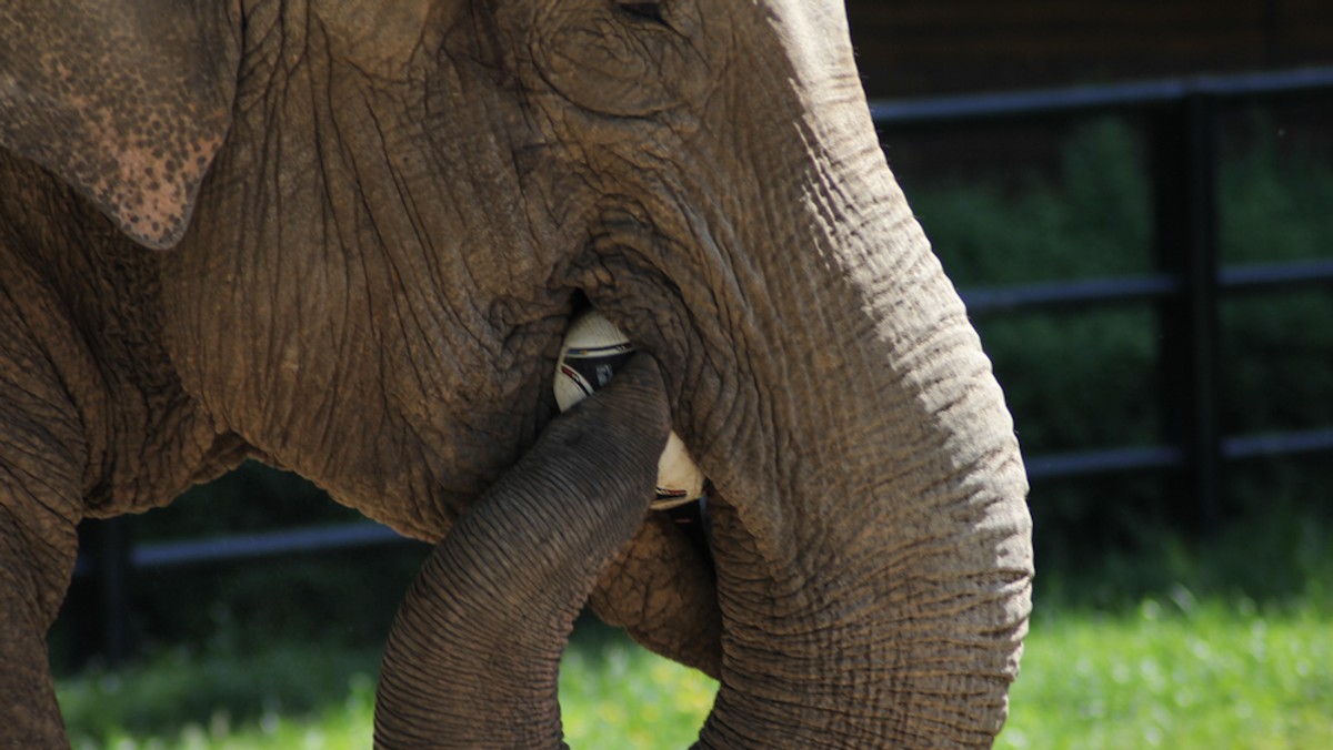 Słonica Citta z krakowskiego ZOO, która będzie typowała wyniki meczów podczas Euro 2012, ma się dobrze a piłka już nie "leży jej... na żołądku" - podało Radio Kraków.