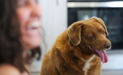 Oto najstarszy pies świata, który skończył 31 lat. Jaki jest sekret jego długowieczności?