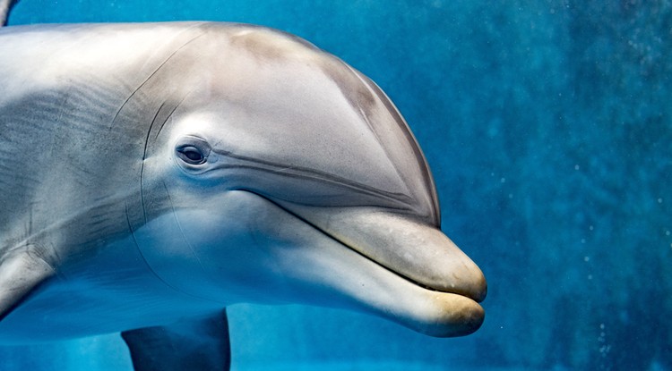 delfin