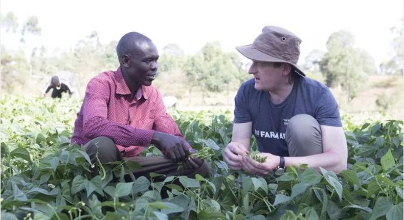 UK's biggest supermarkets starts selling Kenyan French beans from Western Kenya