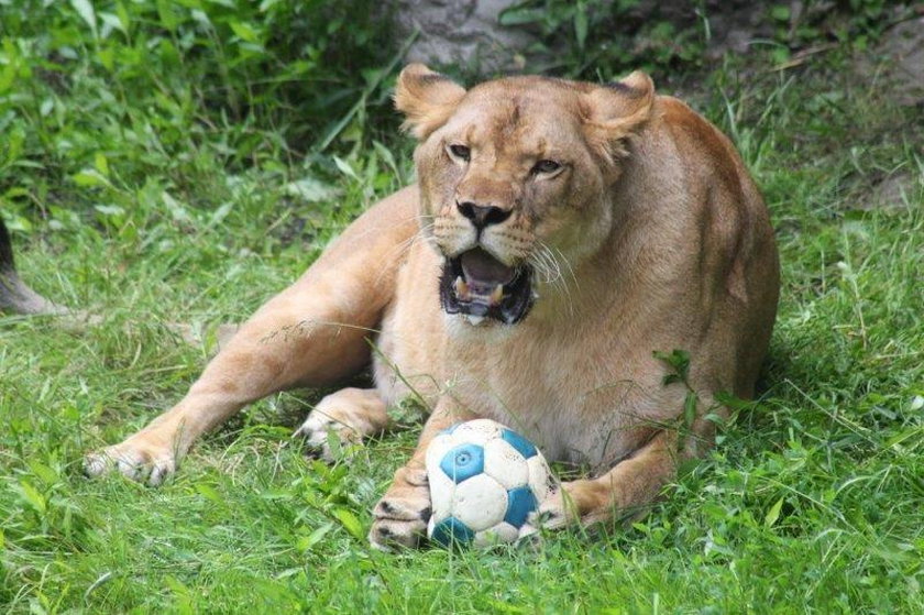 Przynieś zabawki dla zwierzaków z warszawskiego ZOO