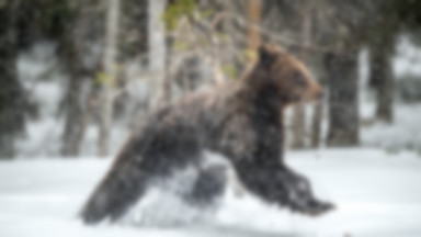 Niedźwiedź zaatakował narciarza w górach na Alasce