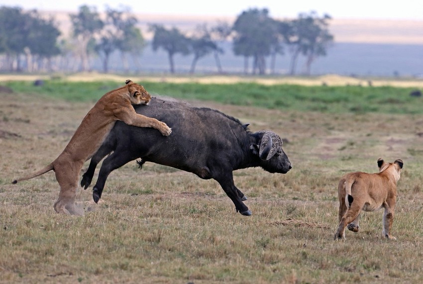 Pobesneli lav krenuo kanžama na usamljenog bivola