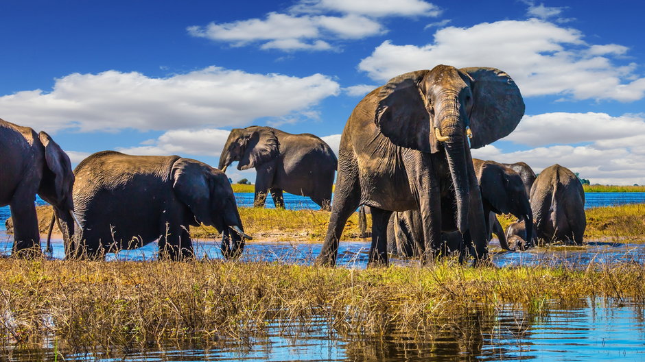 Słonie w Chobe National Park, Botswana