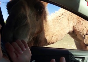 AP_kamila_ulazi_u_kola_vesti_blic_safe