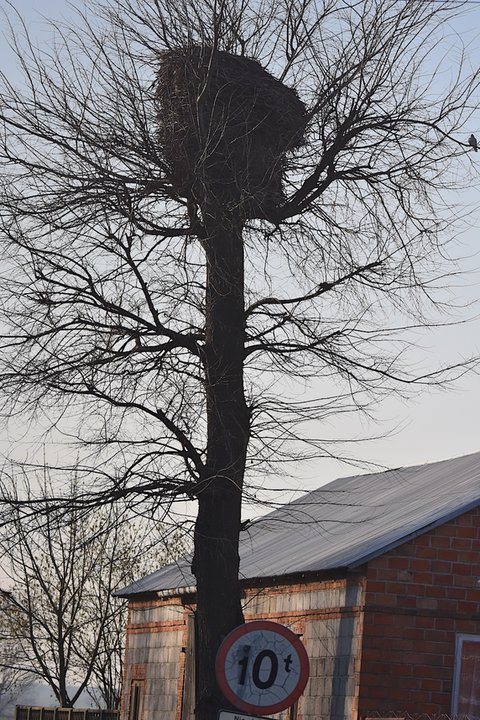 Gniazdo w Złakowie Borowym