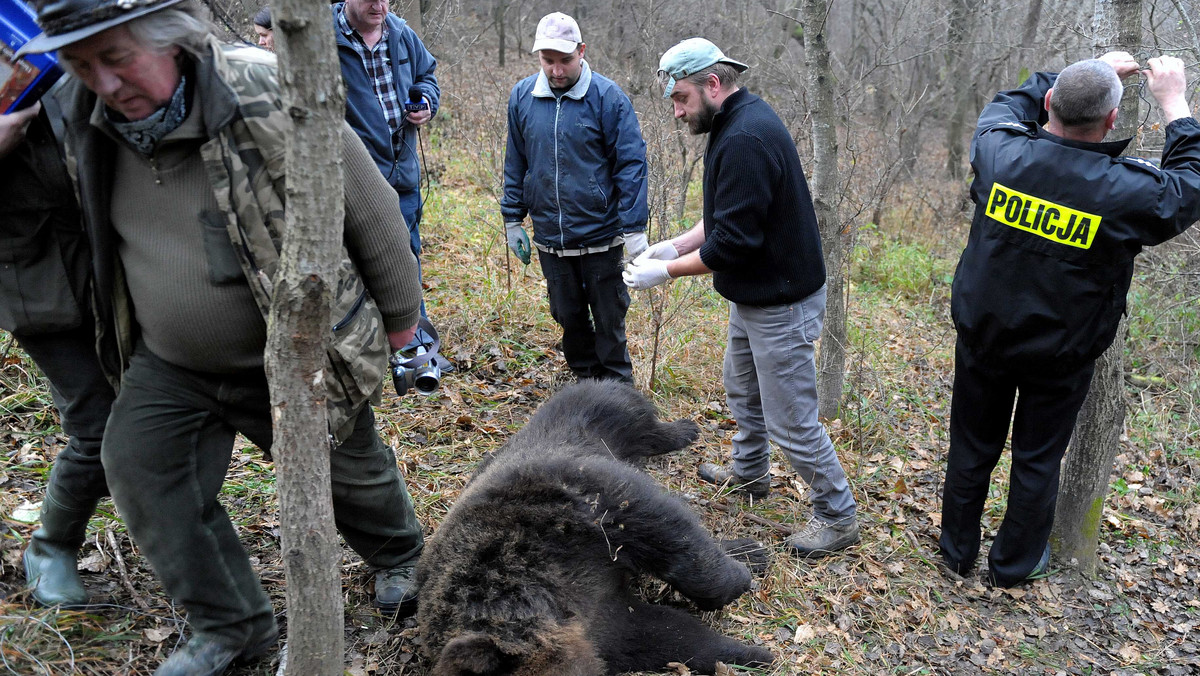 Kilkuletni niedźwiedź wpadł w sidła zastawione przez kłusownika w lesie w okolicy Rybotycz (Podkarpackie). Zwierzę zginęło prawdopodobnie kilka dni temu. Policja poszukuje kłusownika.