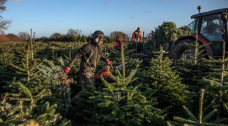 Százezrével veszik a magyarok a kínai műfenyőt, pedig a környezetnek még mindig jobb a vágott karácsonyfa