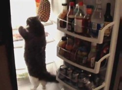 Otto, koci miłośnik ananasa