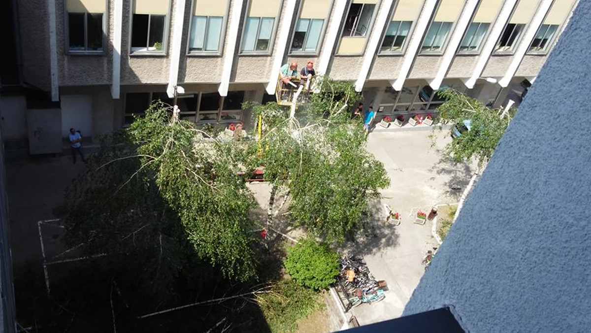 Uniwersytet Opolski tłumaczy się z przycinki drzewna swoim terenie