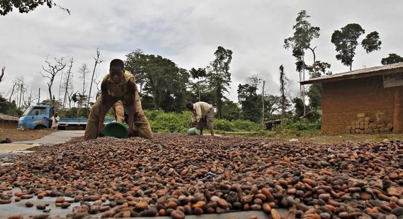 Workers dry cocoa beans in a village.