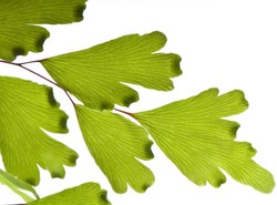 Zioło poprawia wydajność mózgu? Nie daj się zwieść