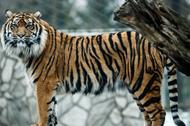 TYGRYSY Tygrys sumatrzański we wrocławskim ZOO 